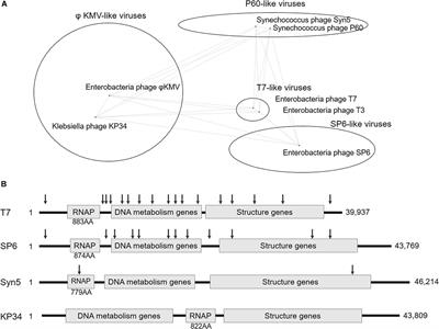 Klebsiella Phage KP34 RNA Polymerase and Its Use in <mark class="highlighted">RNA Synthesis</mark>
